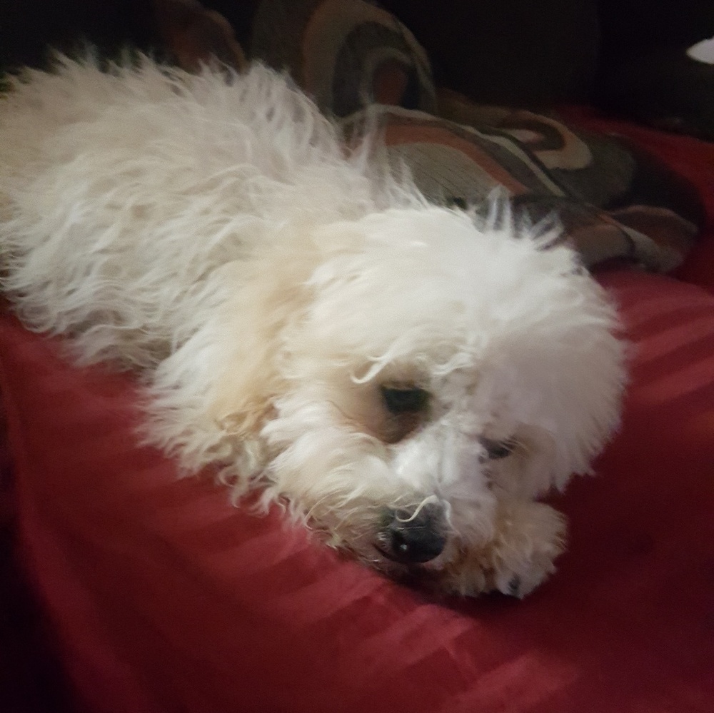 Meet your Posher, Remy